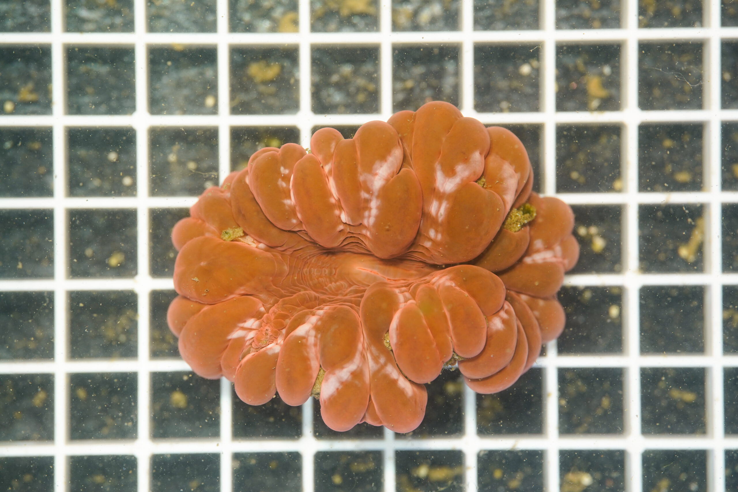 Cynarina lacrymalis "Metallic Red" WYSIWYG – Corallo LPS - immagine 2