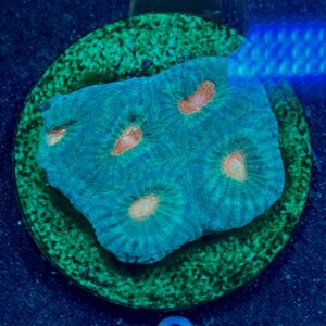 Favites sp. WYSIWYG-A8 | Marin Life