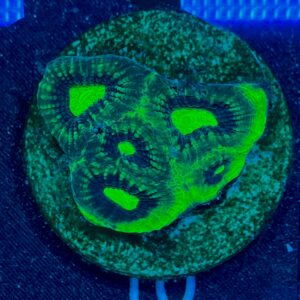 Favites Dragon soul WYSIWYG-1 | Marin Life