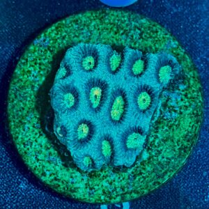 Favites sp. WYSIWYG-F8 | Marin Life