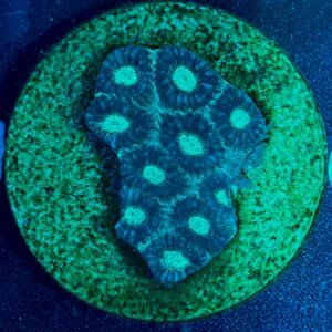 Favites sp. WYSIWYG-H6 | Marin Life