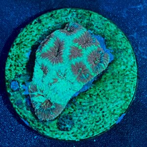 Favia sp. WYSIWYG-H8 | Marin Life