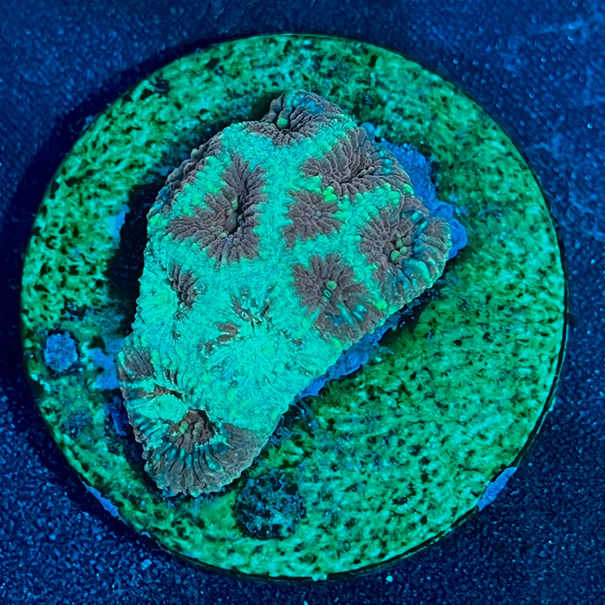 Favia sp. WYSIWYG-H8 | Marin Life