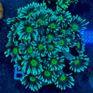 Goniopora sp. WYSIWYG-1 | Marin Life