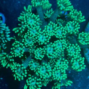 Goniopora sp. WYSIWYG-2 | Marin Life