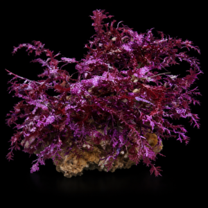 Halymenia Red su Roccia – Macroalga marina rossa per acquario reef