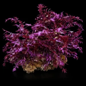 Halymenia Red su Roccia – Macroalga marina rossa per acquario reef