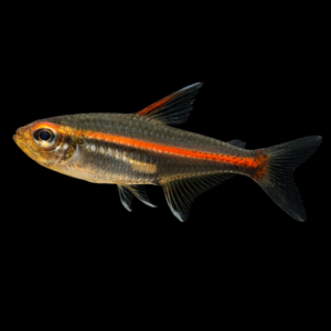 Hemigrammus gracilis – Neon Rosa pesce acquario dolce | Marin Life