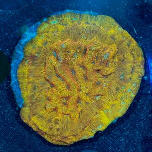 Leptoresis sp. WYSIWYG-C10 | Marin Life