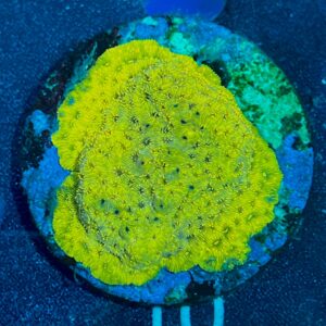 Leptasrea sp. WYSIWYG-F10 | Marin Life