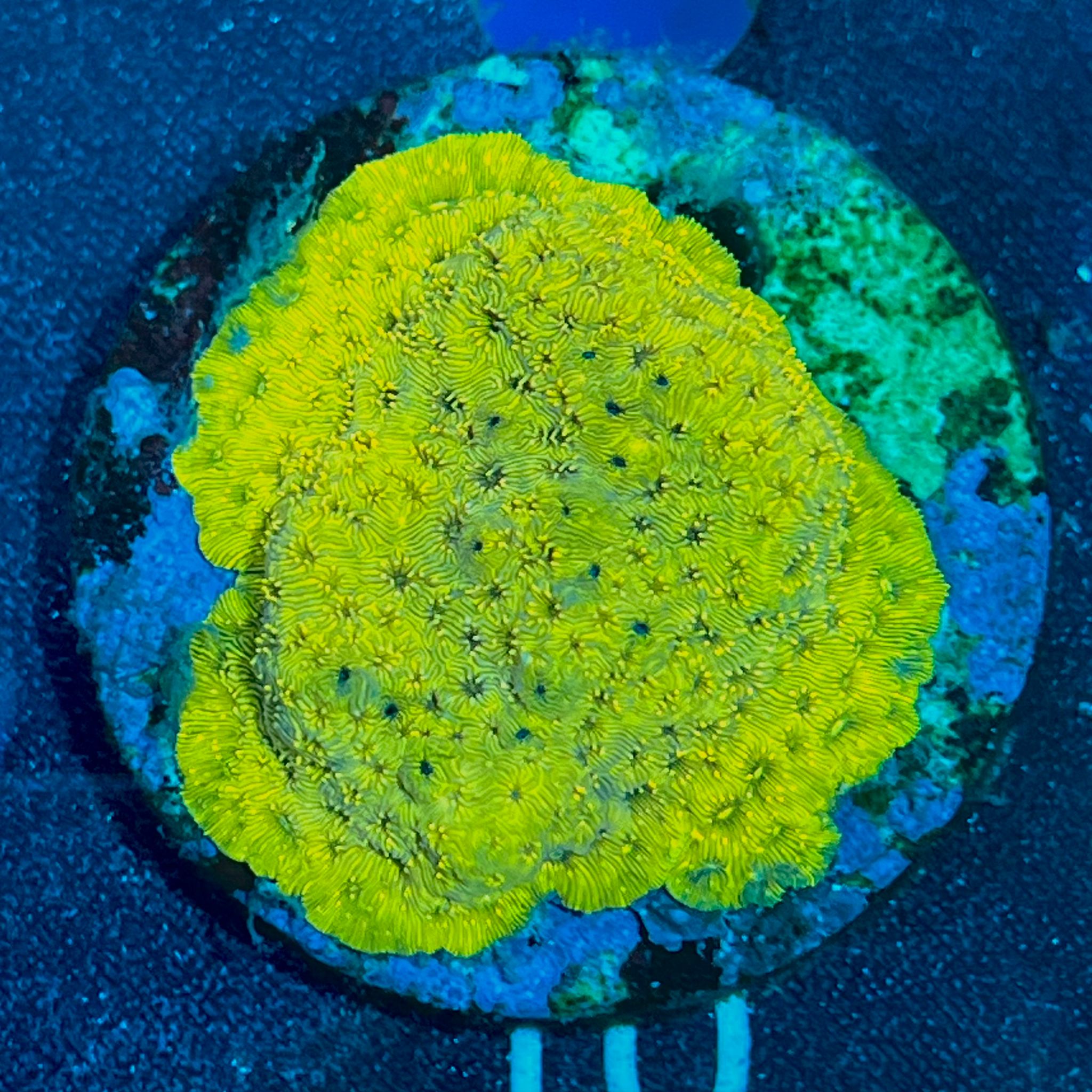 Leptasrea sp. WYSIWYG-F10 | Marin Life