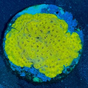 Leptasrea sp. WYSIWYG-I10 | Marin Life