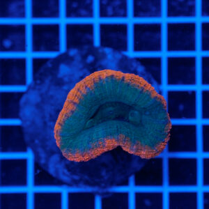 Lobophyllia hemprichii Green Orange WYSIWYG1 – Corallo LPS