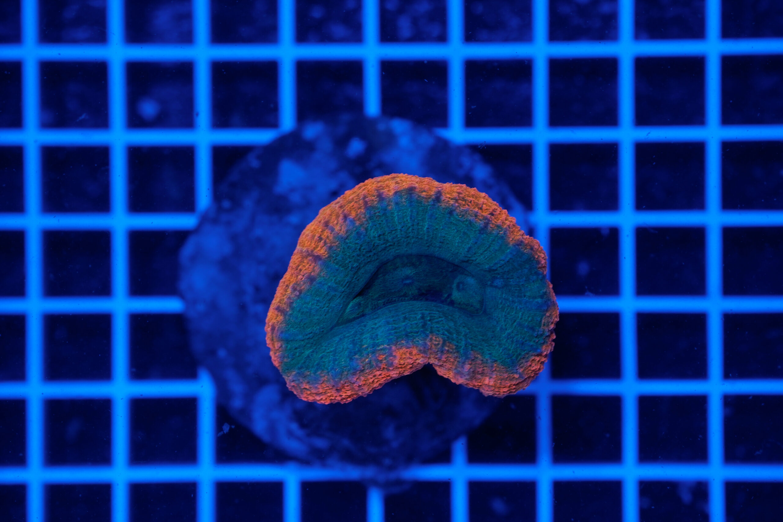Lobophyllia hemprichii Green Orange WYSIWYG1 – Corallo LPS