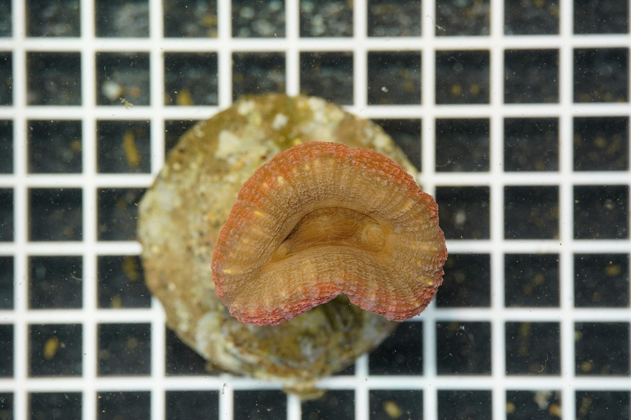 Lobophyllia hemprichii Green Orange WYSIWYG1 – Corallo LPS - immagine 2