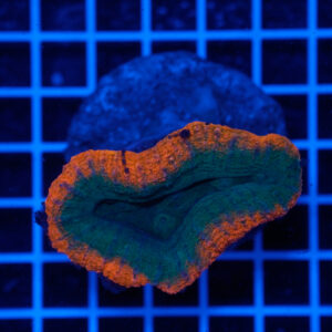 Lobophyllia hemprichii Green Orange WYSIWYG2 – Corallo LPS