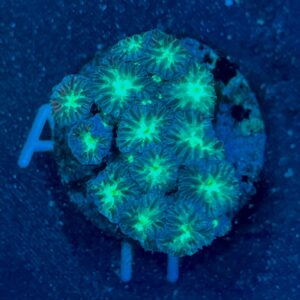 Blastomussa Merletti WYSIWYG-1 | Marin Life