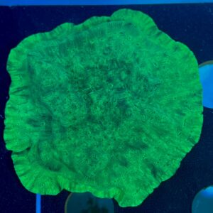 Montipora Encrusting WYSIWYG-A6 | Marin Life