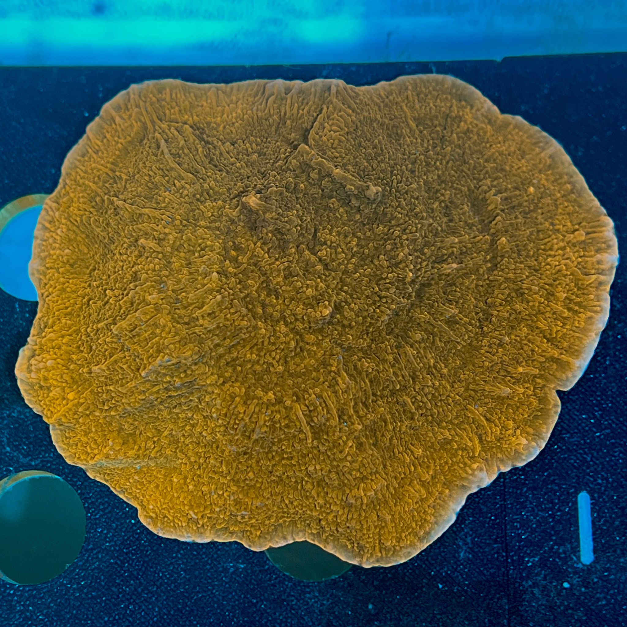 Montipora Encrusting WYSIWYG-L10 | Marin Life
