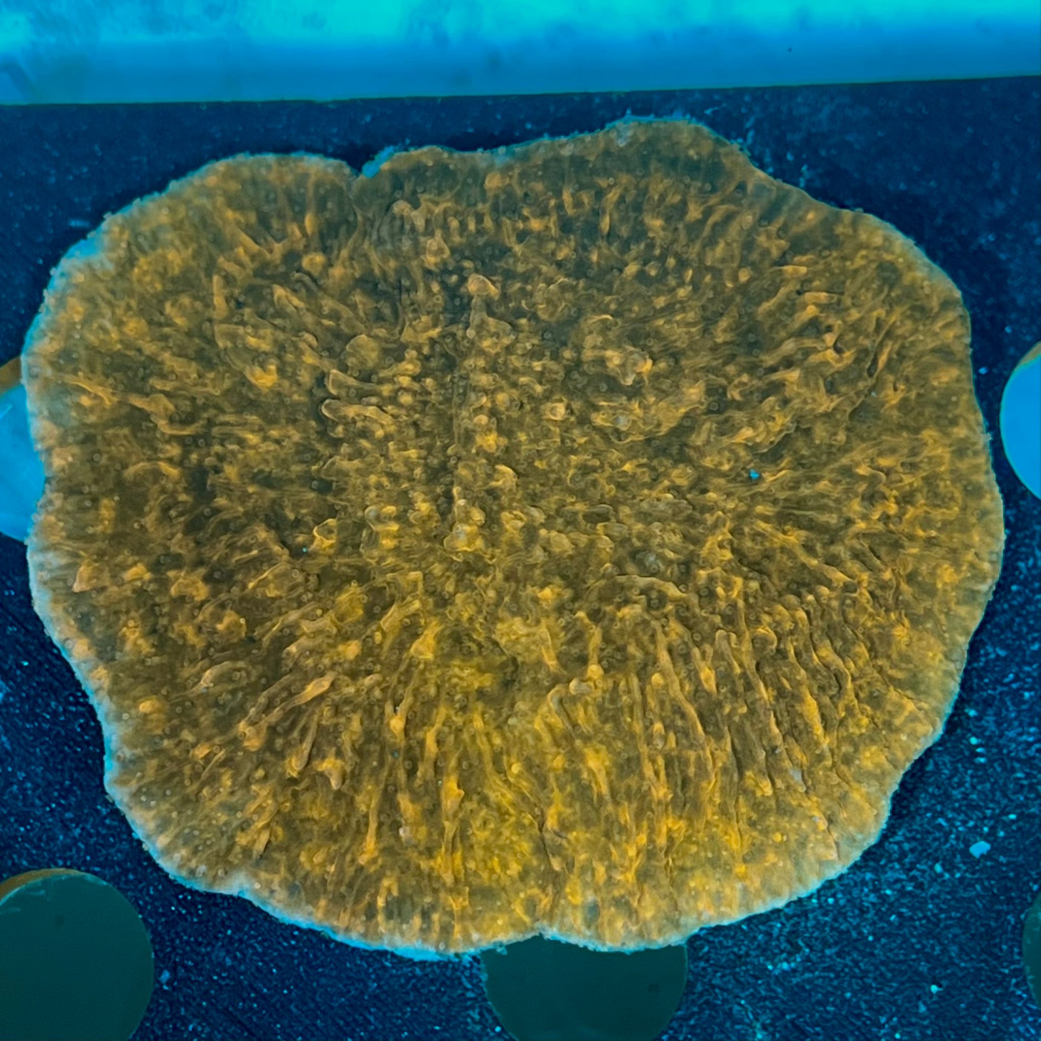 Montipora Encrusting WYSIWYG-L12 | Marin Life