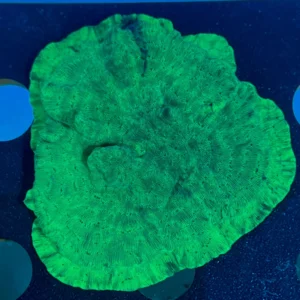 Montipora Encrusting WYSIWYG-L8 | Marin Life