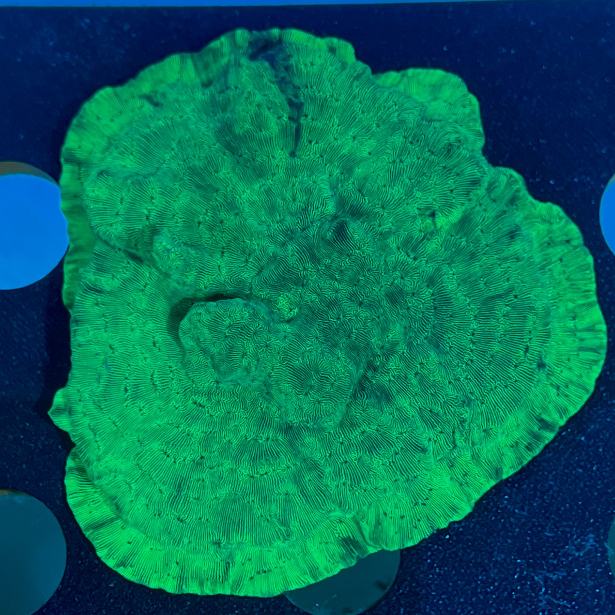 Montipora Encrusting WYSIWYG-L8 | Marin Life