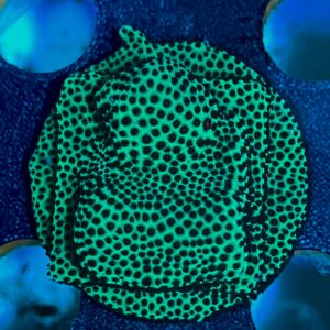 Montipora Encrusting WYSIWYG-1| Marin Life