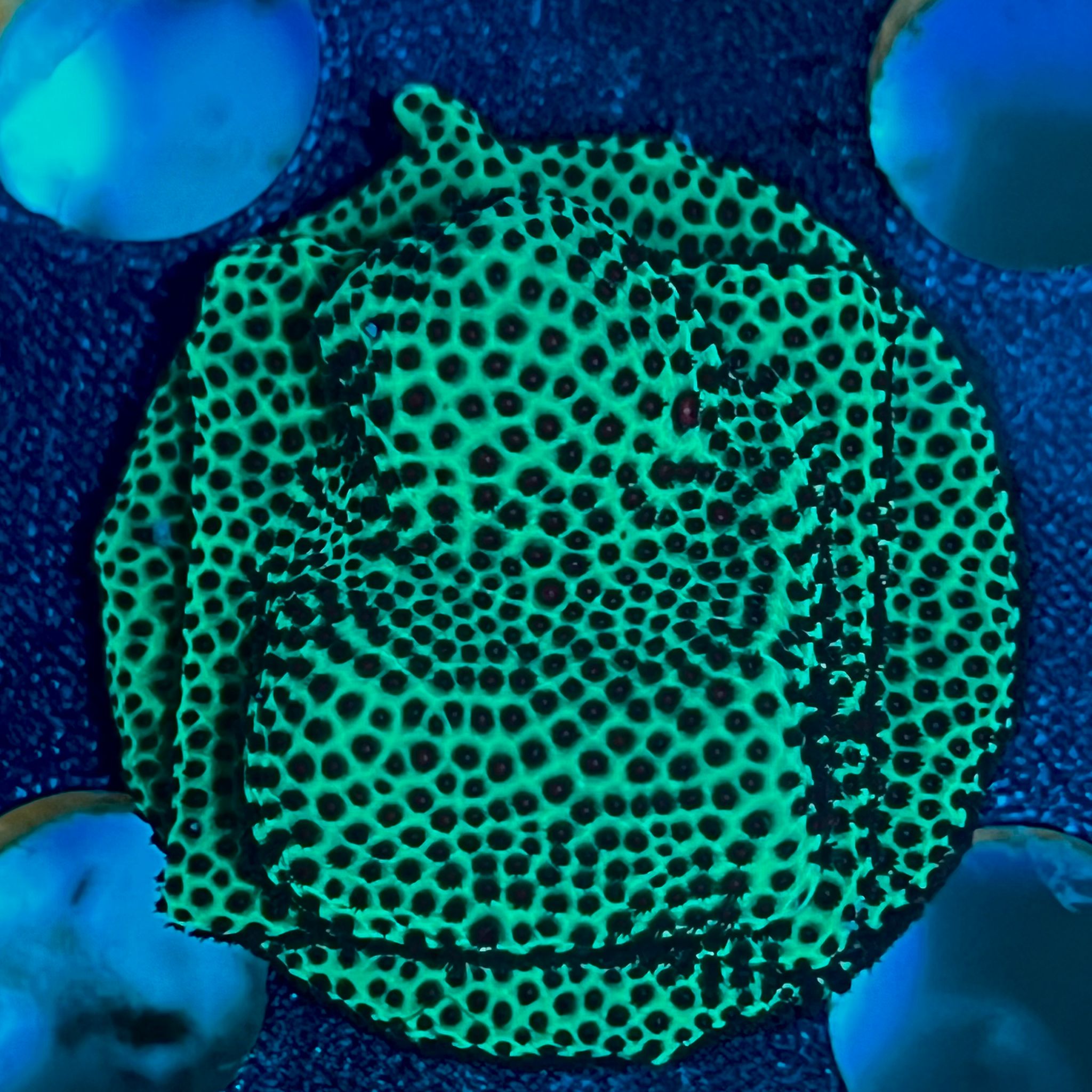 Montipora Encrusting WYSIWYG-1| Marin Life