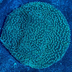 Montipora Encrusting WYSIWYG-2 | Marin Life