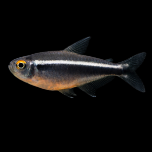 Hyphessobrycon herbertaxelrodi – Neon Nero pesce acquario dolce | Marin Life