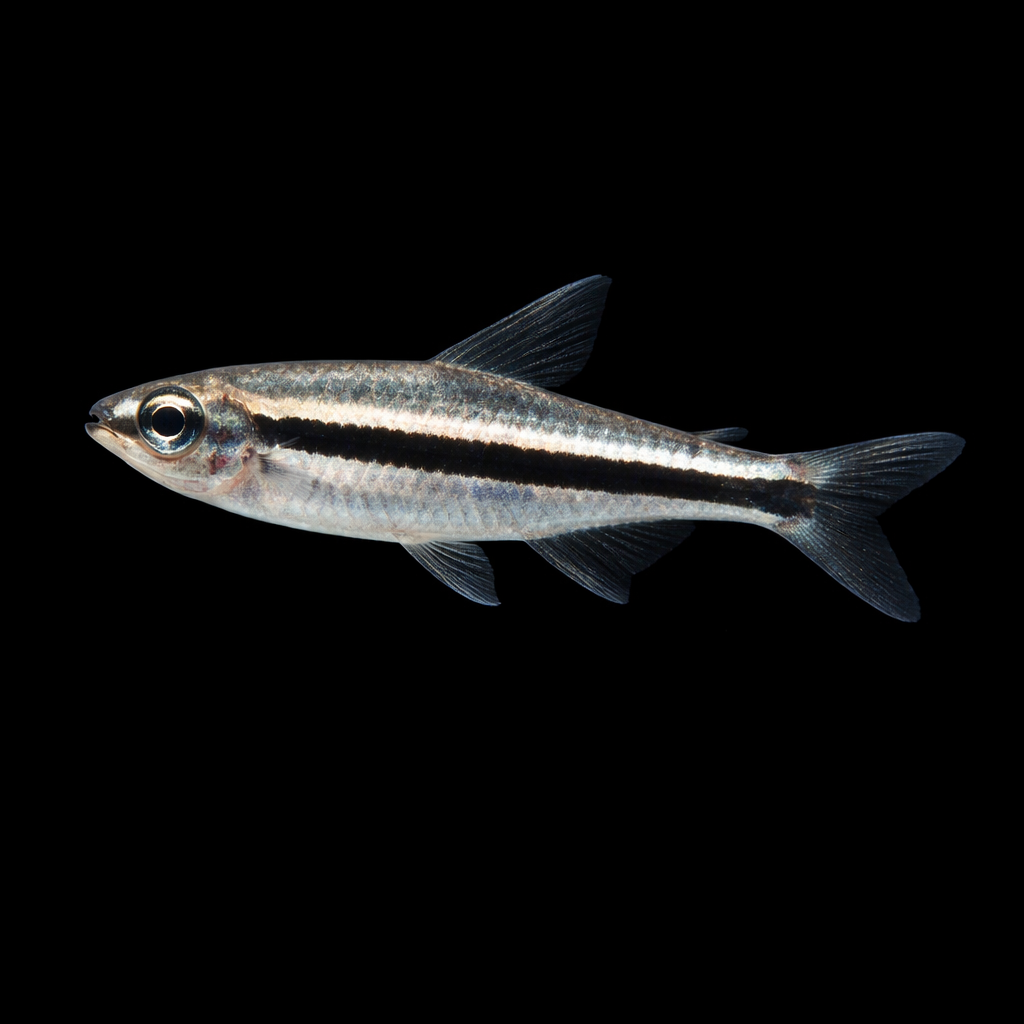 Nannostomus beckfordi – Pesce Matita dorato pesce acquario dolce | Marin Life