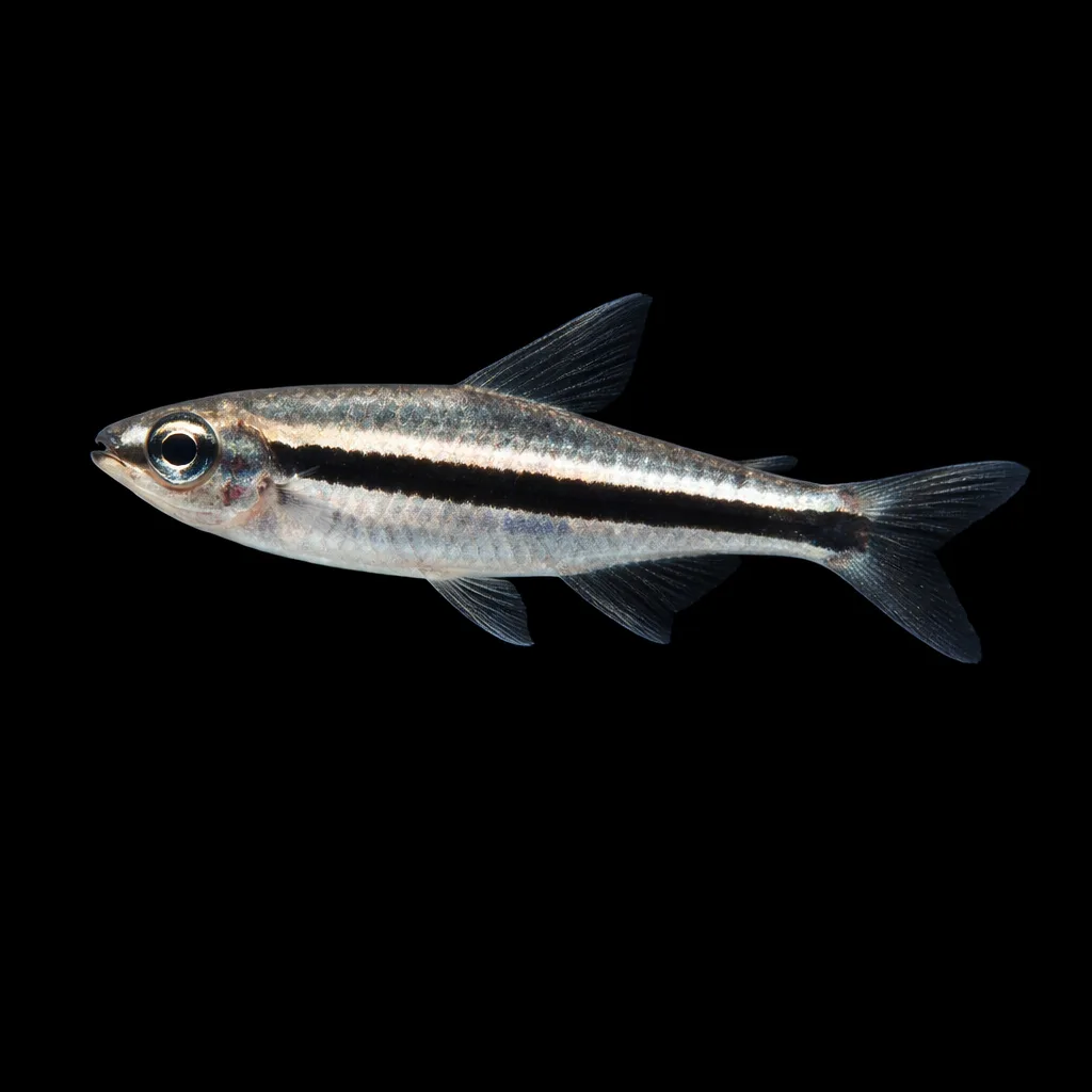Nannostomus beckfordi – Pesce Matita dorato pesce acquario dolce | Marin Life
