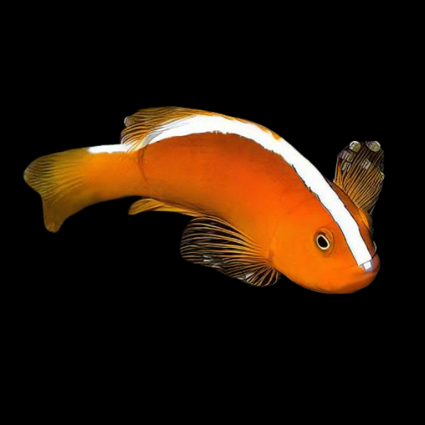 Amphiprion sandaracinos – Pesce pagliaccio Skunk | Marin Life