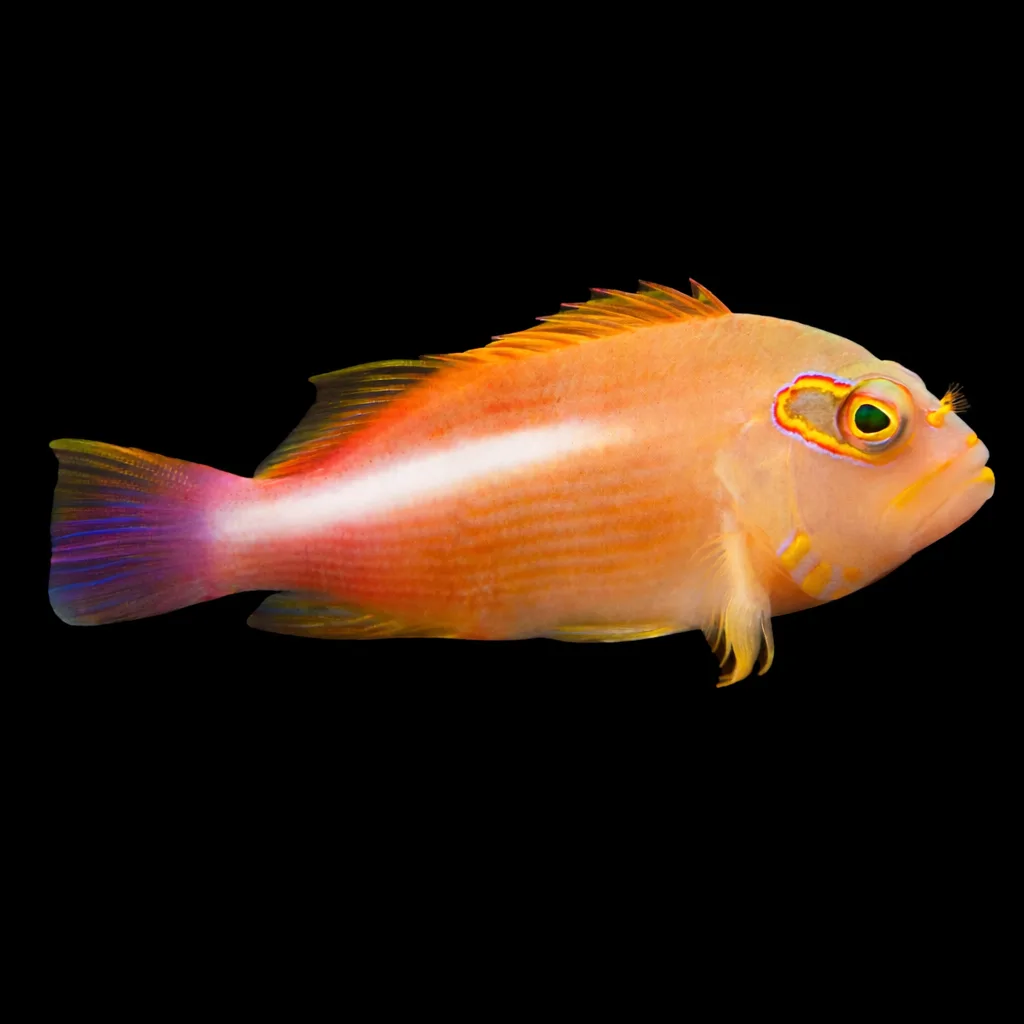 Paracirrhites arcatus – Pesce falco arcato | Marin Life