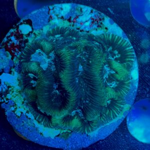 Platygyra WYSIWYG-E1 | Marin Life