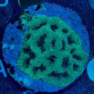 Platygyra WYSIWYG-E3 | Marin Life