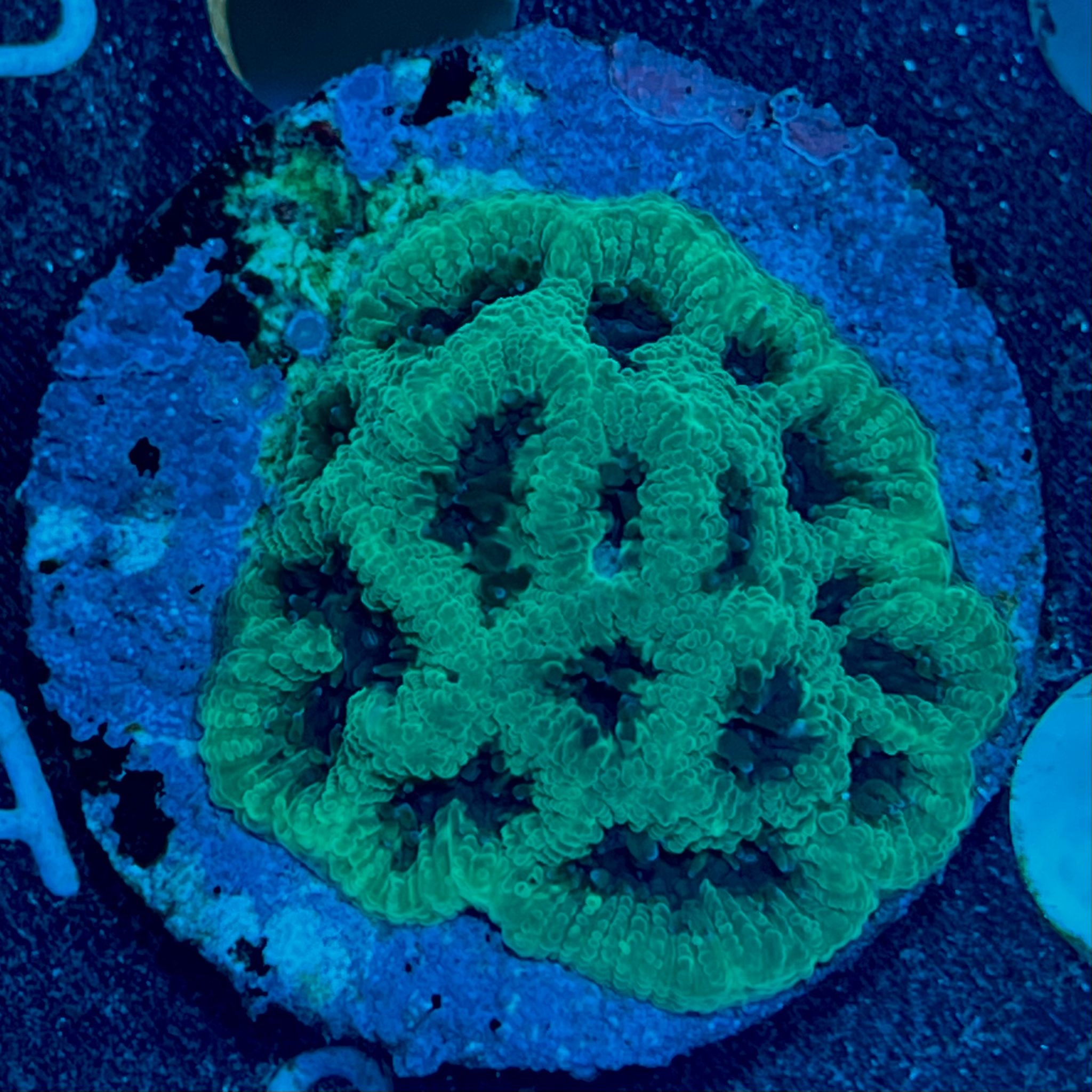 Platygyra WYSIWYG-E3 | Marin Life