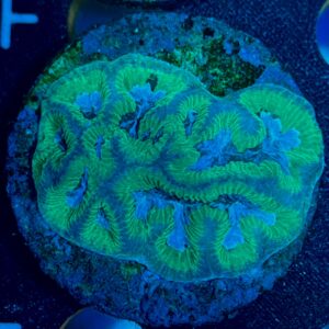 Platygyra WYSIWYG-F1 | Marin Life