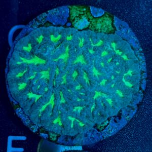 Platygyra WYSIWYG-H1 | Marin Life