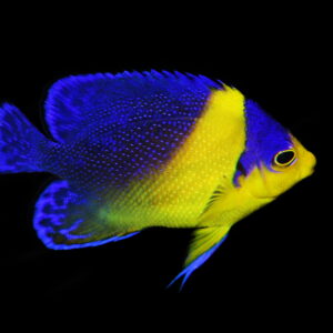 Paracentropyge venusta – Venustus angelfish | Marin Life