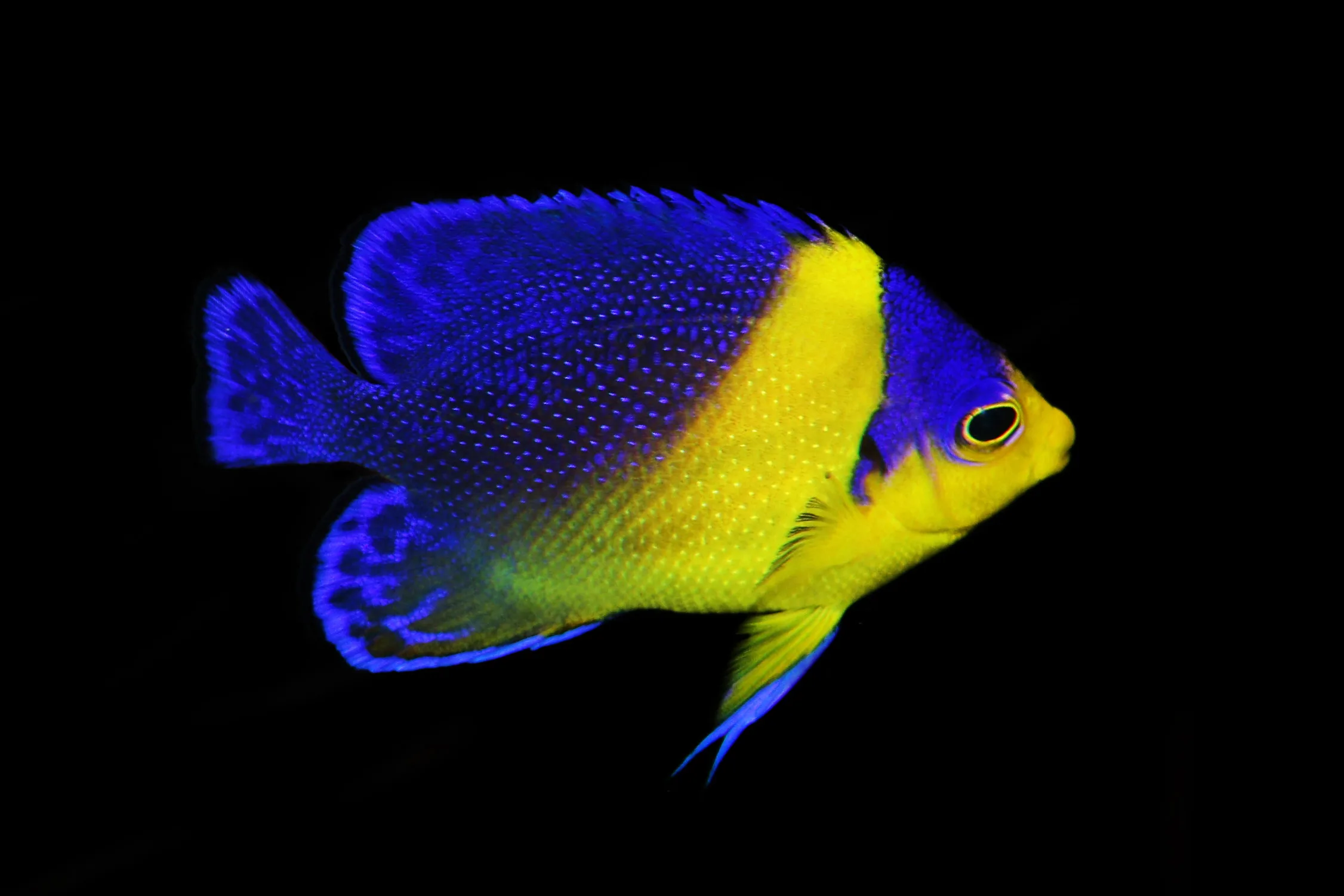 Paracentropyge venusta – Venustus angelfish | Marin Life