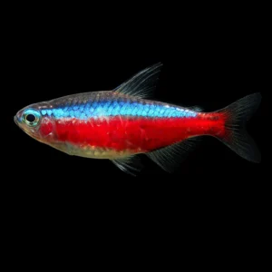 Paracheirodon axelrodi L – Cardinale pesce d’acquario dolce | Marin Life