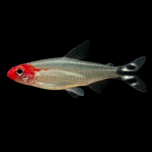 Hemigrammus rhodostomus – Petitella pesce acquario dolce | Marin Life