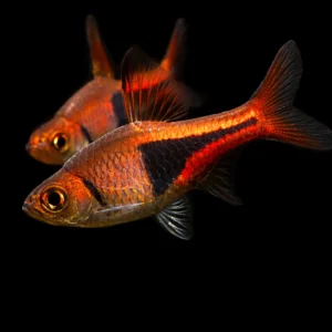 Trigonostigma heteromorpha – Rasbora Arlecchino pesce acquario dolce | Marin Life