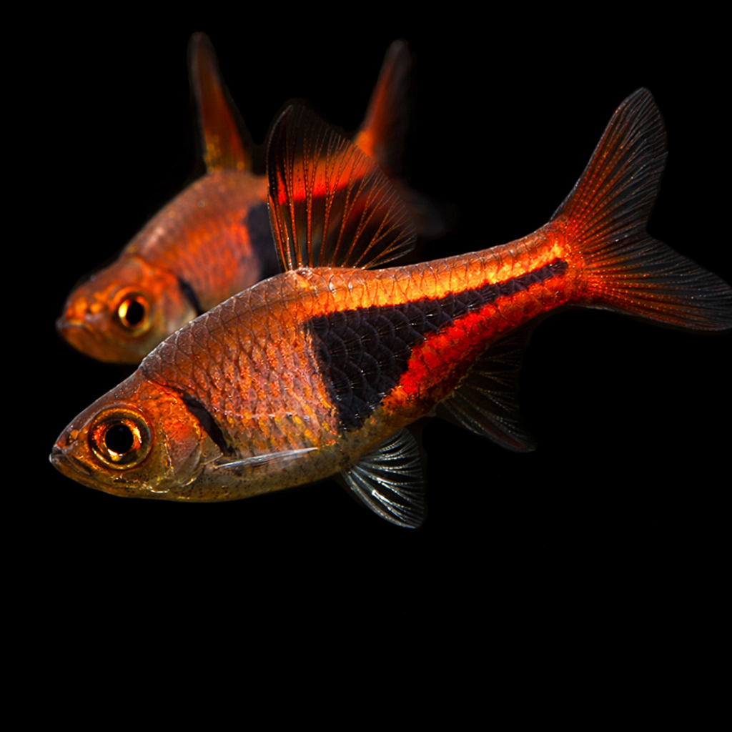 Trigonostigma heteromorpha – Rasbora Arlecchino pesce acquario dolce | Marin Life