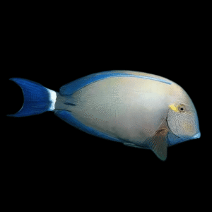 Acanthurus blochii S – Pesce chirurgo Blochii | Marin Life