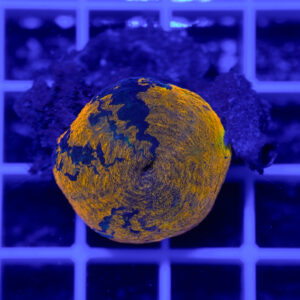 Scolymia "Golden Eclipse" WYSIWYG – Corallo LPS