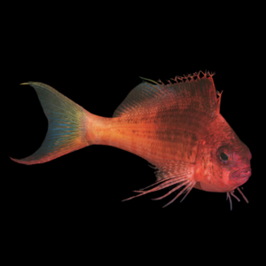 Cirrhitichthys polyactis – Pesce falco multiraggi | Marin Life