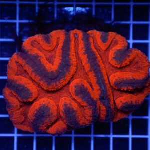 Symphyllia "Molten Inferno" WYSIWYG – Corallo LPS