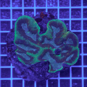 Symphyllia "Emerald Pulse" WYSIWYG – Corallo LPS